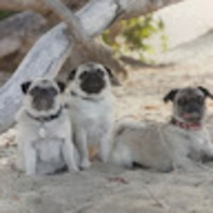 Meet your Posher, Devon